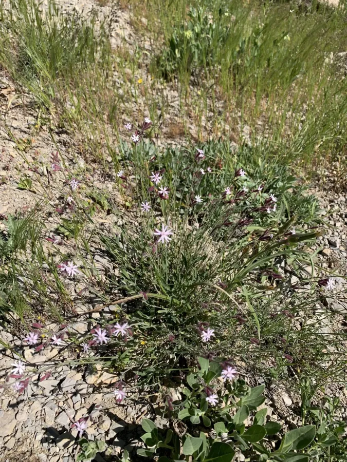 Silene shehbazii