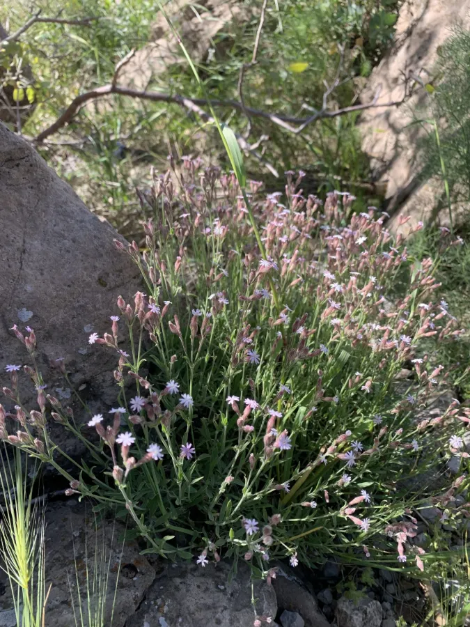 Silene shehbazii
