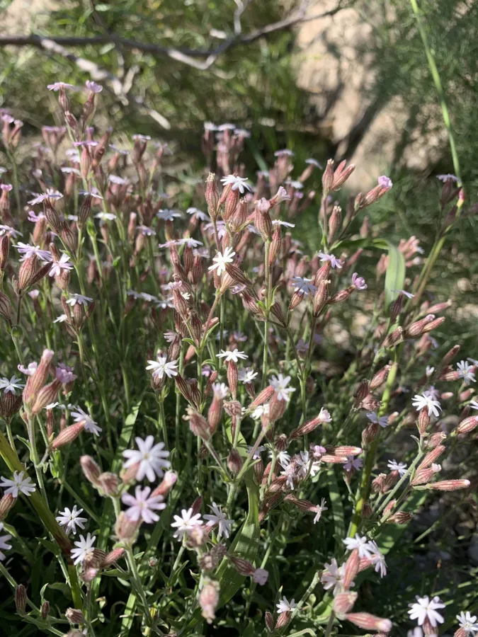 Silene shehbazii