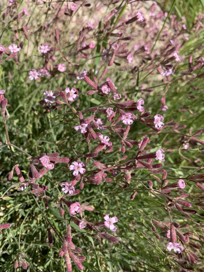 Silene shehbazii