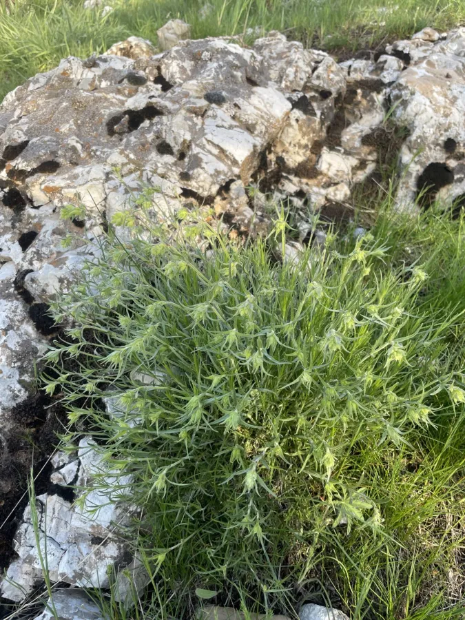 Silene spergulifolia