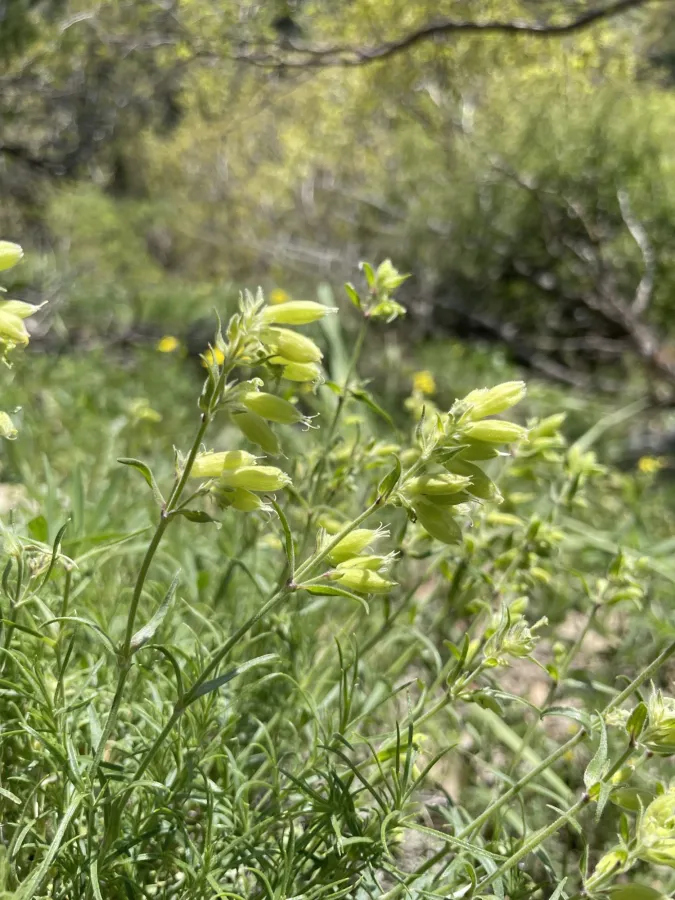 Silene spergulifolia
