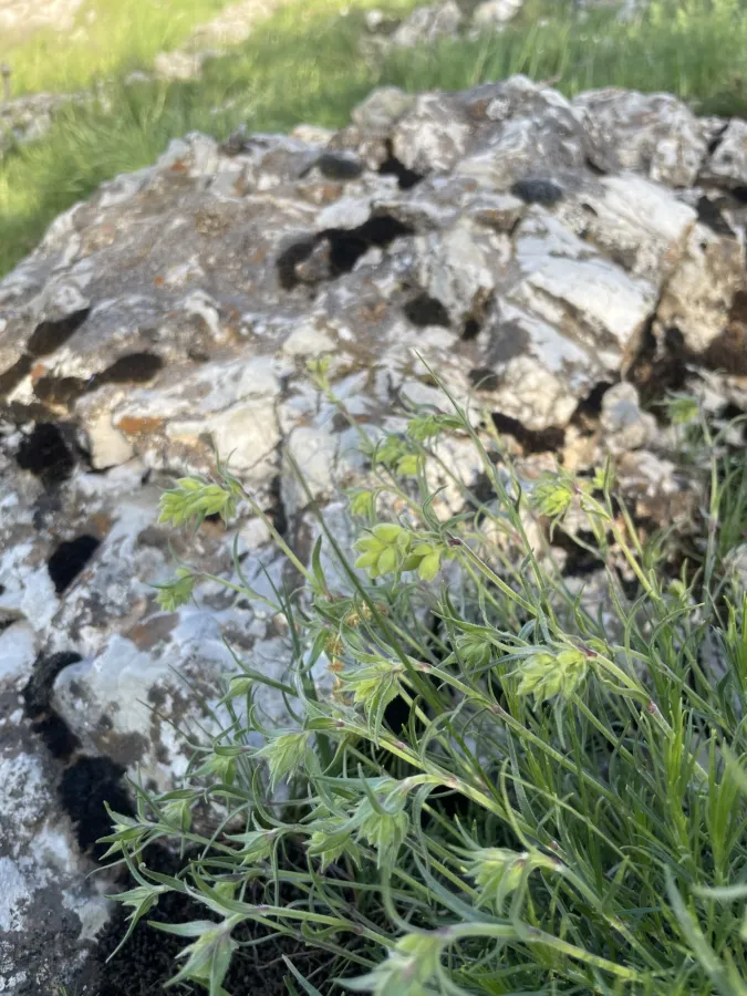 Silene spergulifolia