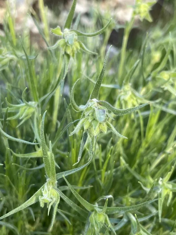 Silene spergulifolia