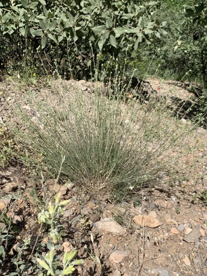 Silene stenobotrys