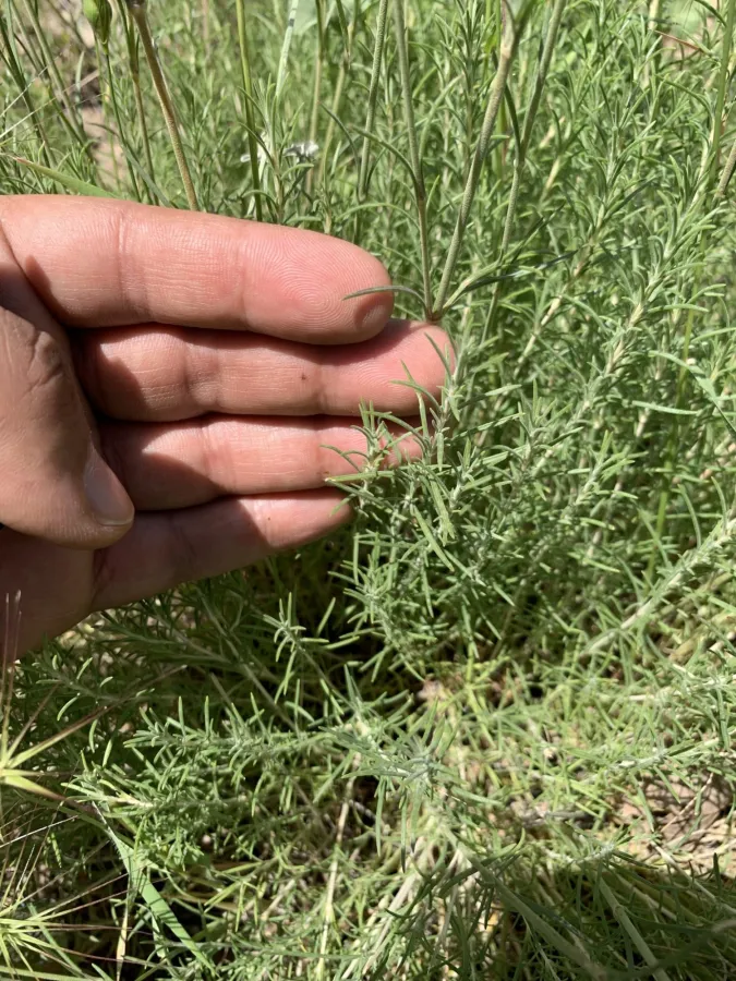 Silene stenobotrys