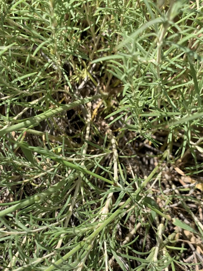 Silene stenobotrys