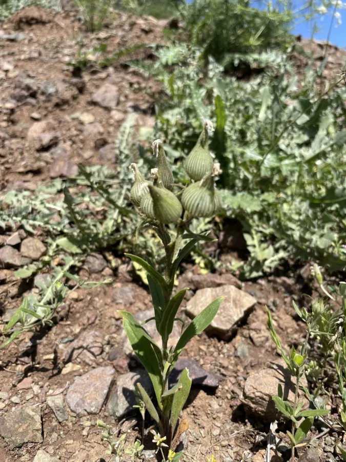 Silene subconica