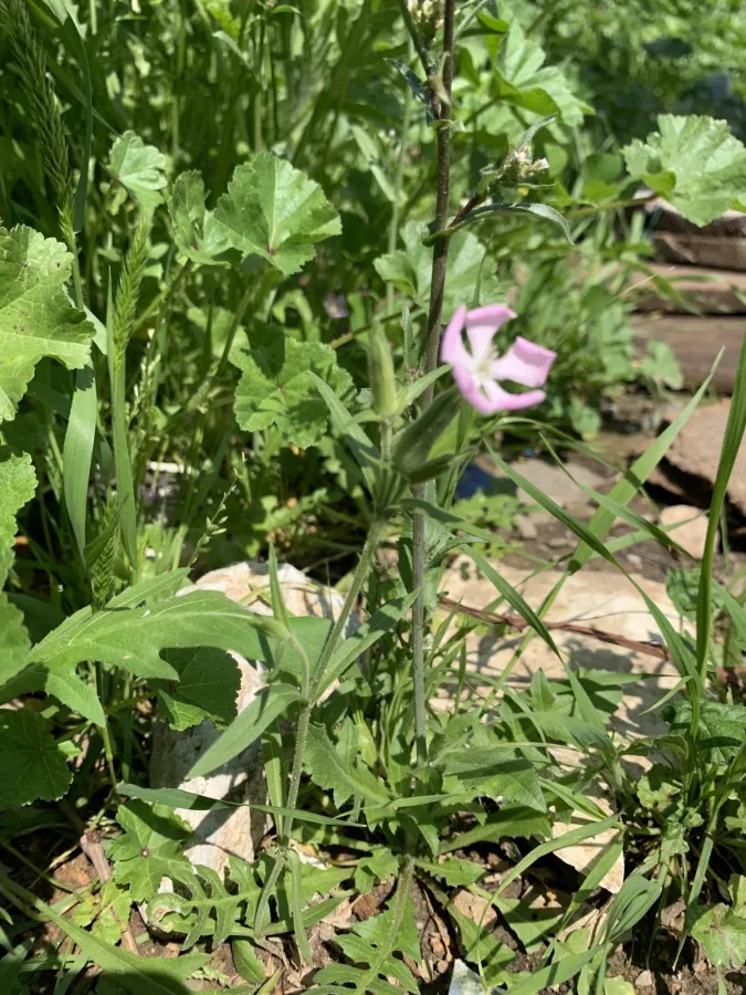 Silene subconica