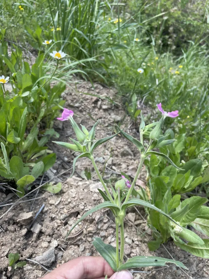 Silene subconica