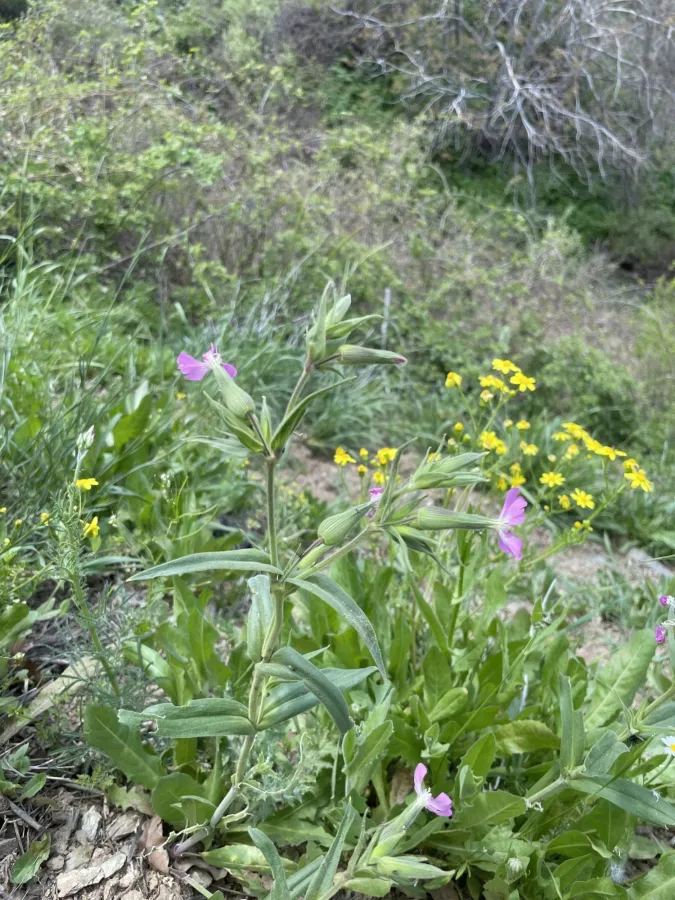 Silene subconica