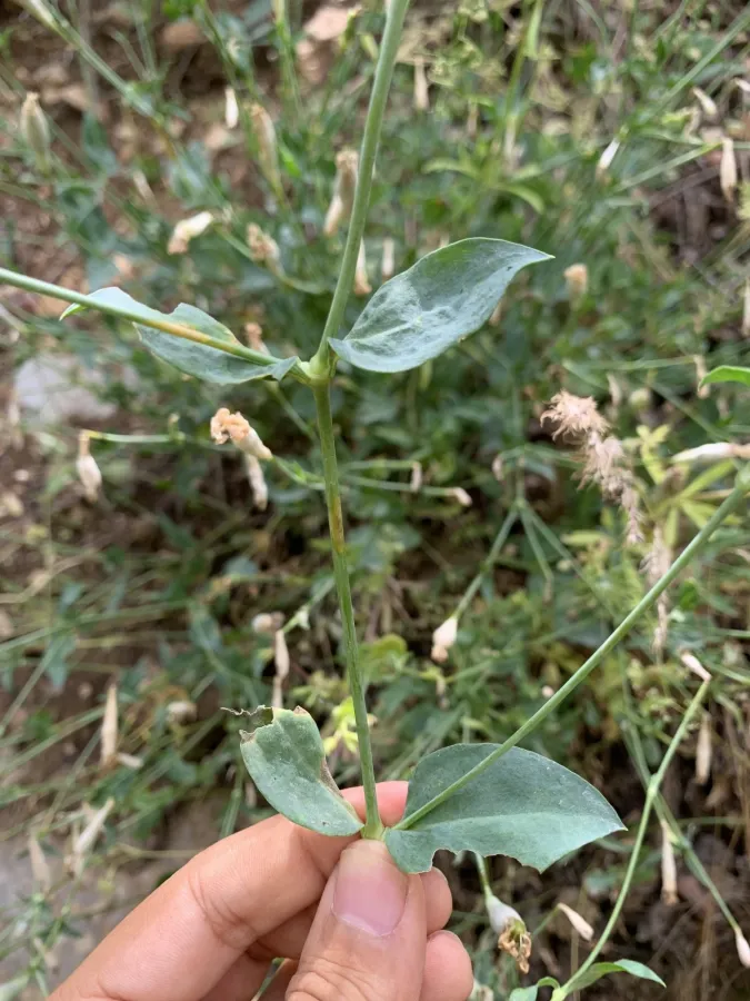 Silene swertiifolia
