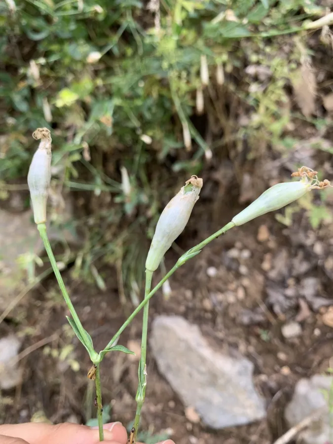 Silene swertiifolia