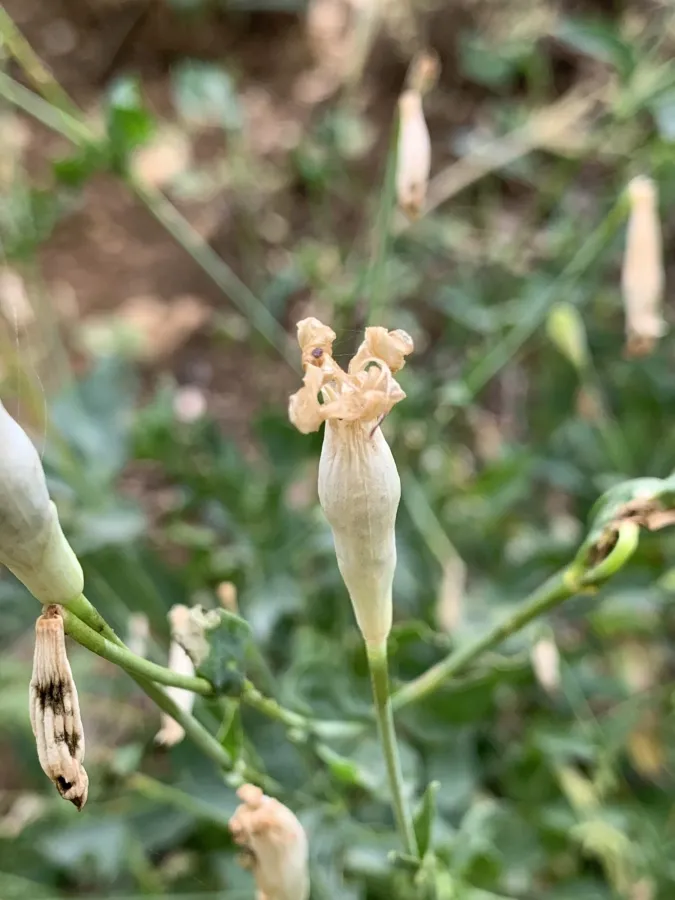 Silene swertiifolia