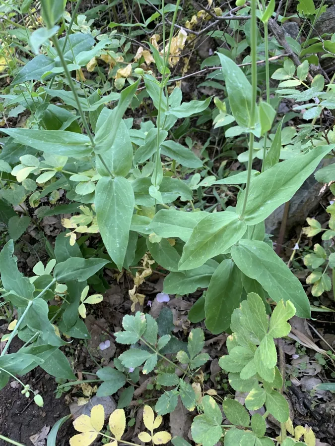 Silene vulgaris