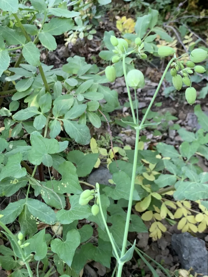 Silene vulgaris