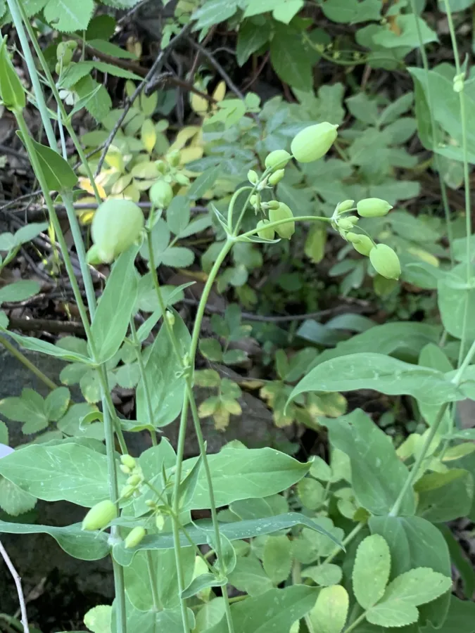 Silene vulgaris
