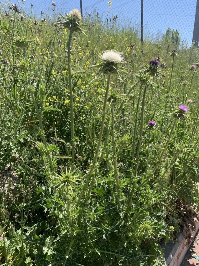 Silybum marianum