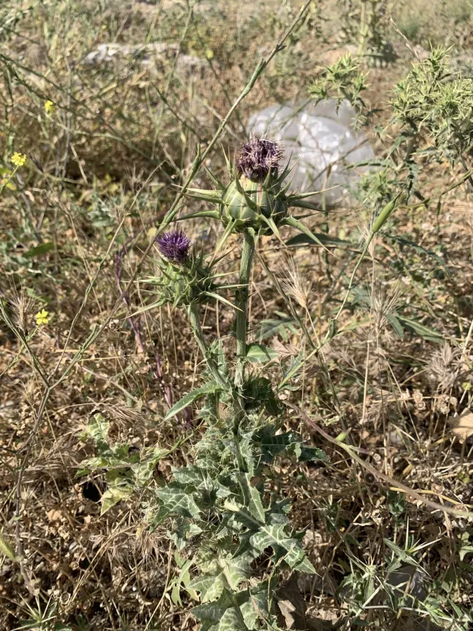 Silybum marianum