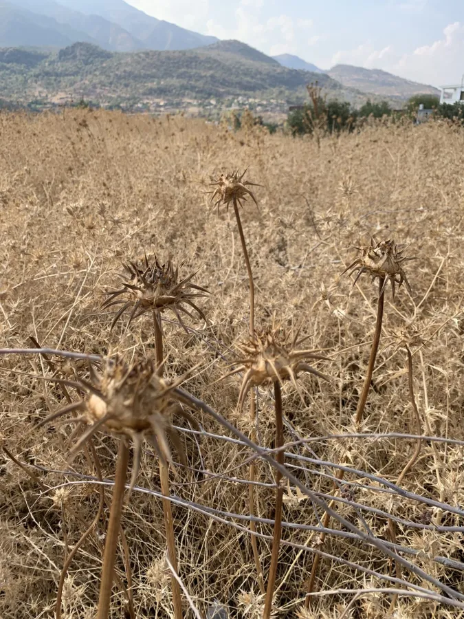 Silybum marianum
