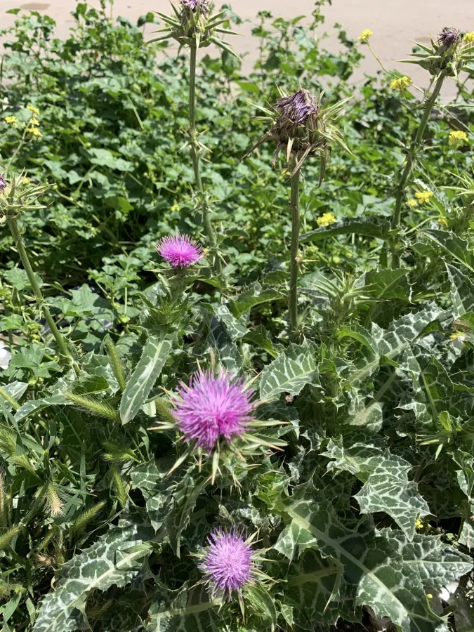 Silybum marianum