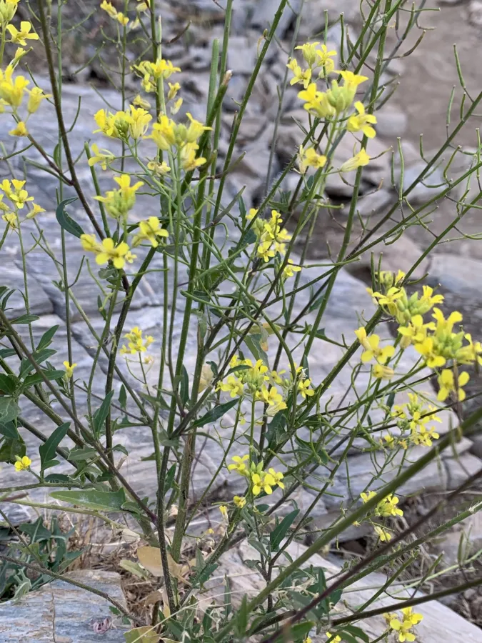 Sisymbrium loeselii