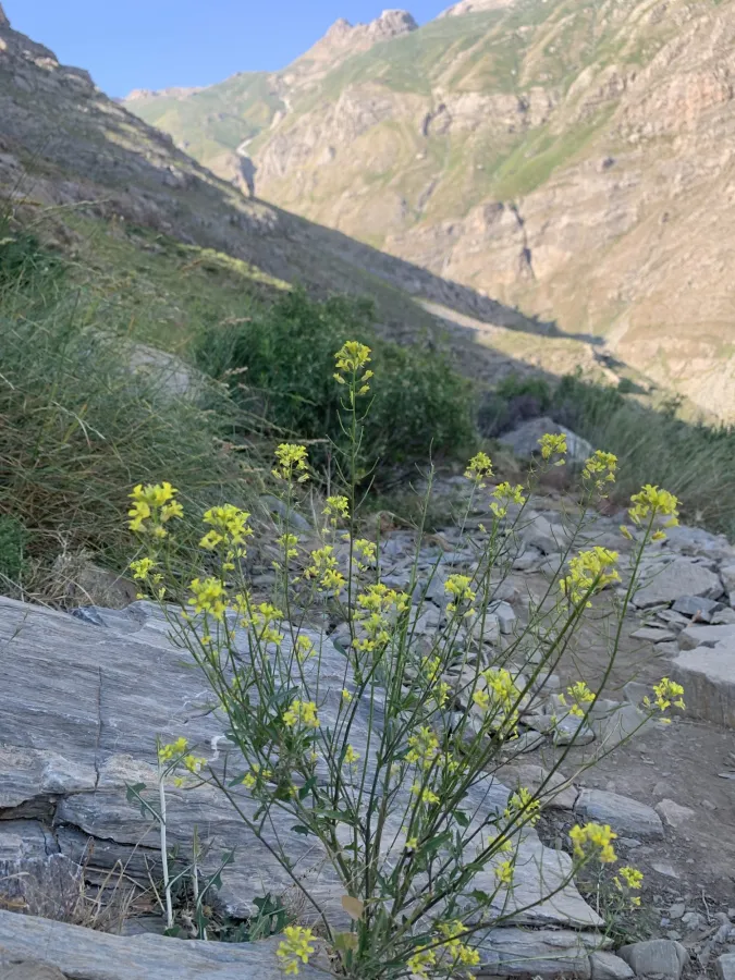 Sisymbrium loeselii