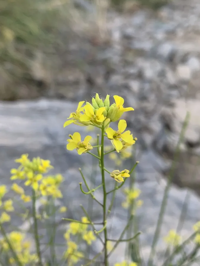 Sisymbrium loeselii
