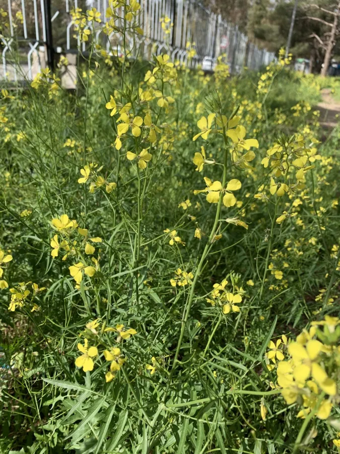 Sisymbrium septulatum