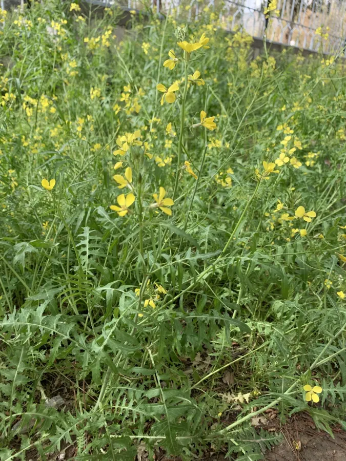Sisymbrium septulatum