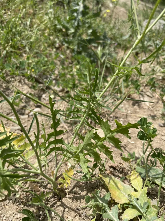 Sisymbrium septulatum
