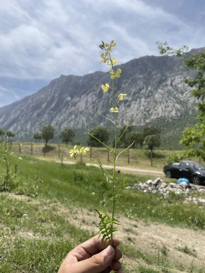 Sisymbrium septulatum
