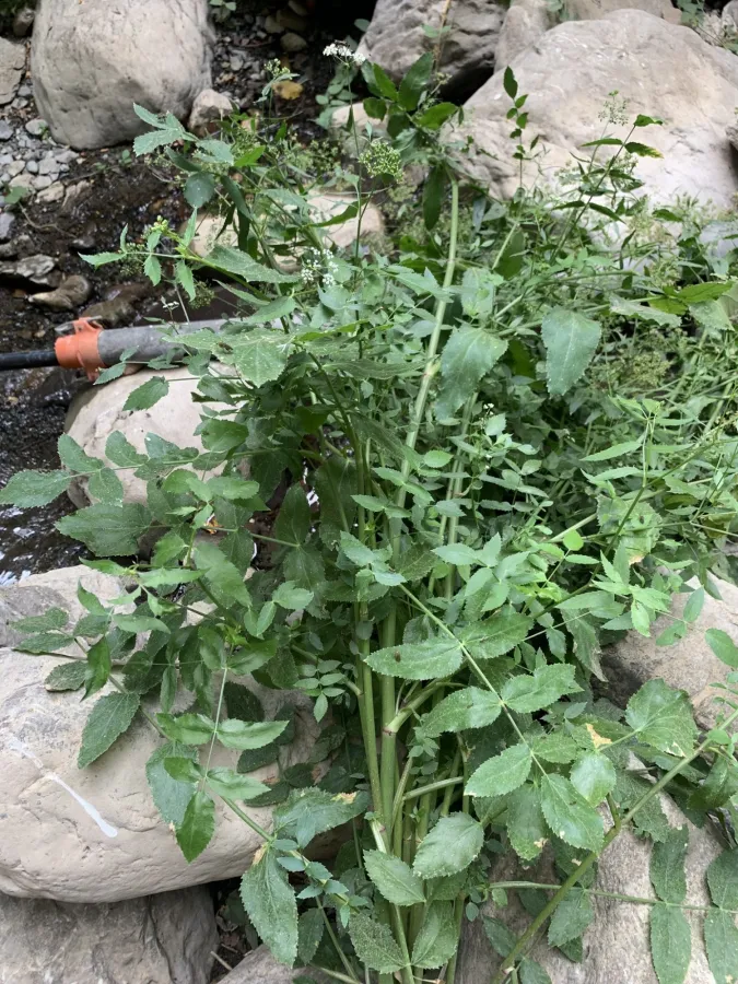 Sium sisarum