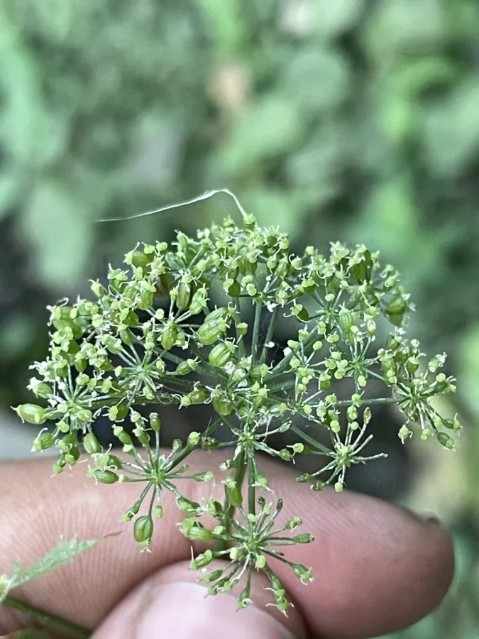 Sium sisarum