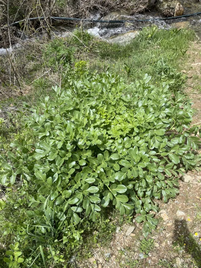 Smyrniopsis aucheri