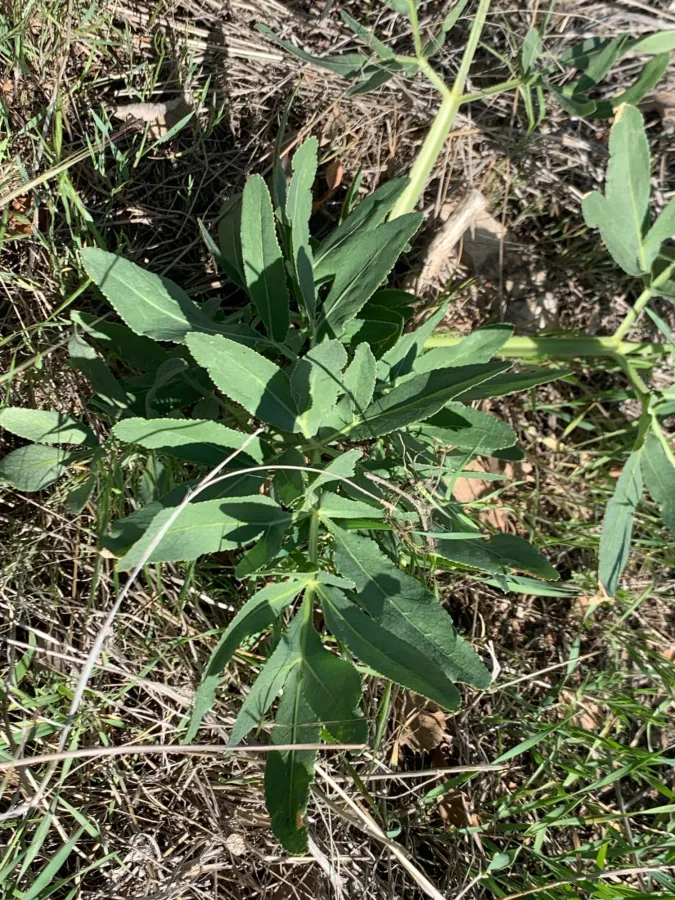 Smyrniopsis aucheri