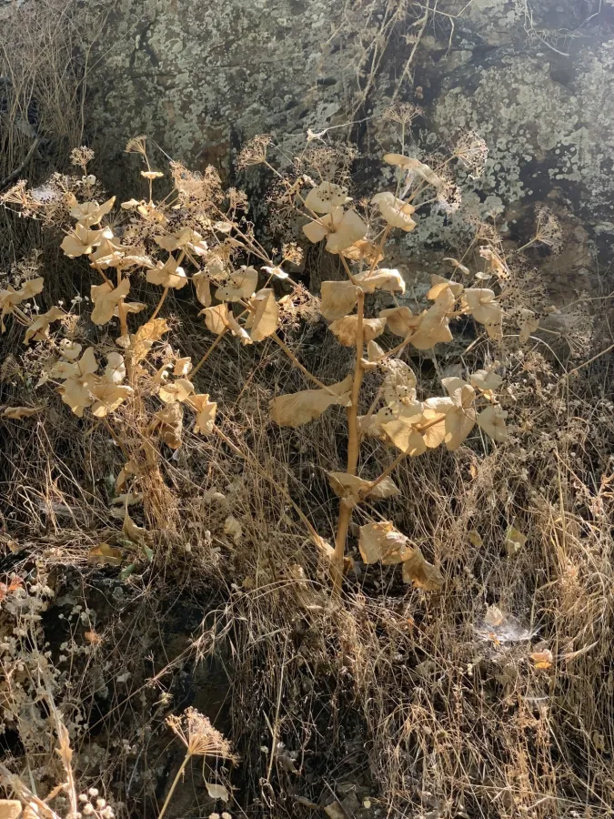 Smyrnium cordifolium