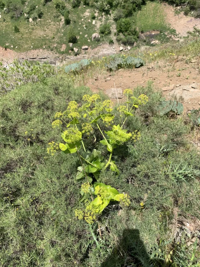Smyrnium cordifolium