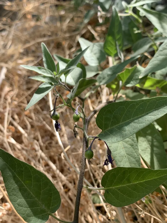 Solanum dulcamara
