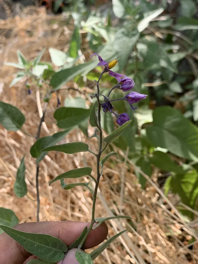 Solanum dulcamara