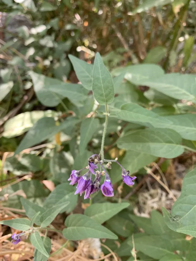 Solanum dulcamara