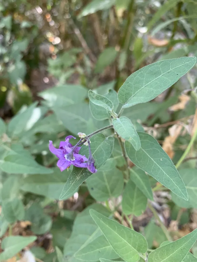 Solanum dulcamara