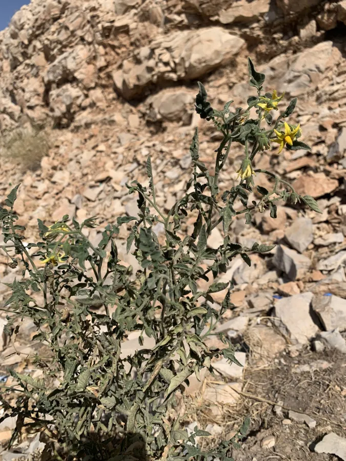Solanum lycopersicum