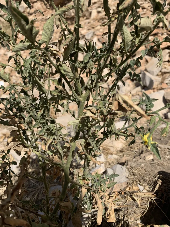 Solanum lycopersicum