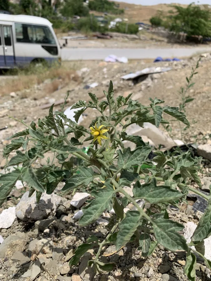 Solanum lycopersicum