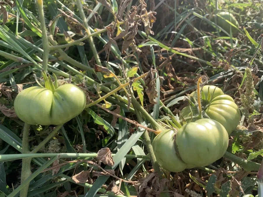 Solanum lycopersicum