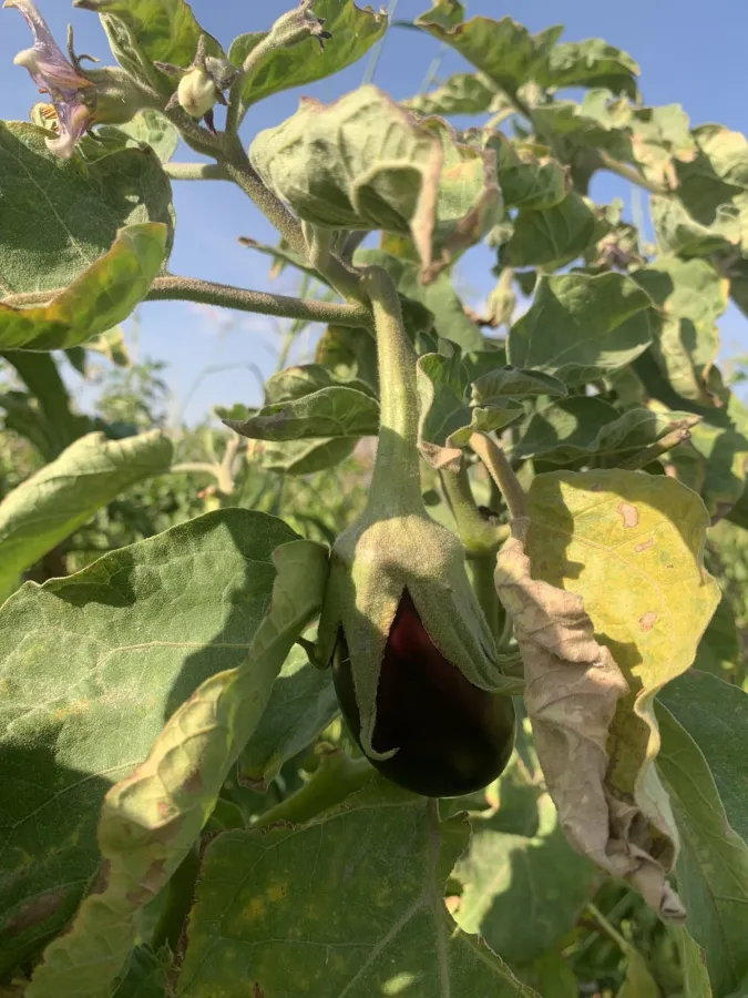 Solanum melongena