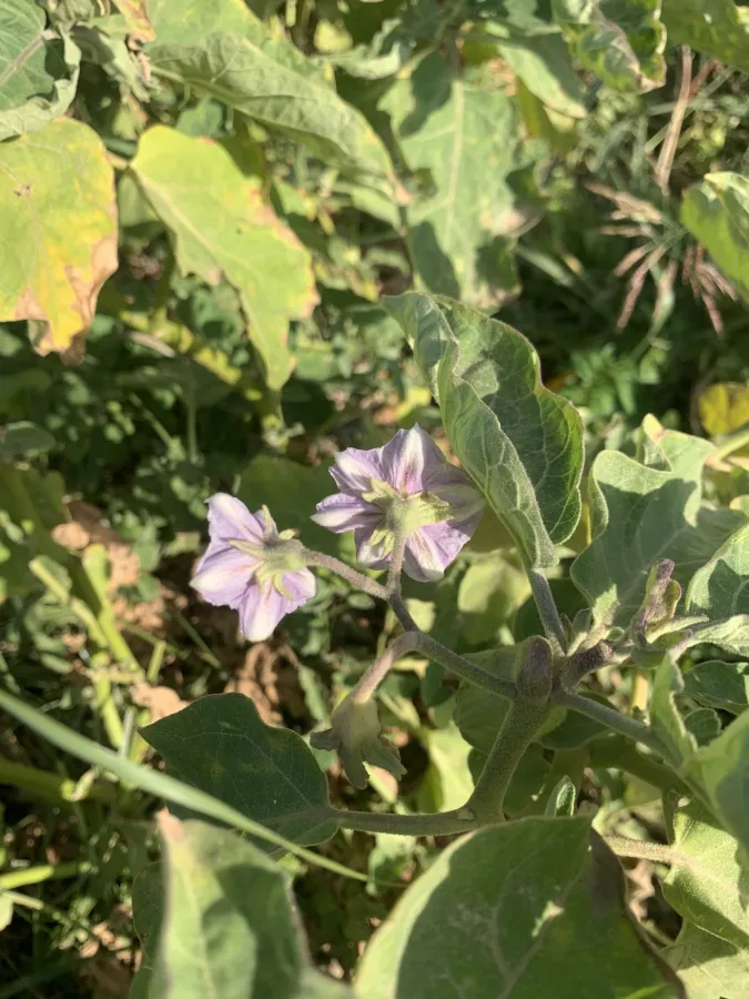 Solanum melongena