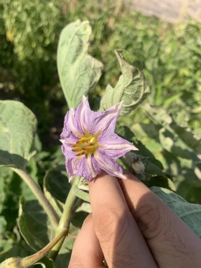 Solanum melongena
