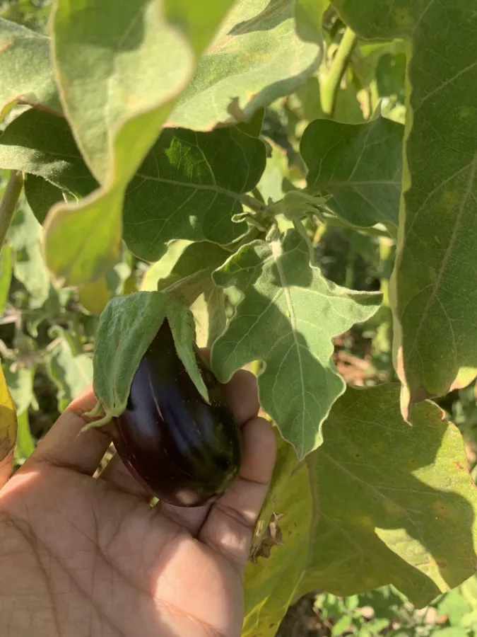 Solanum melongena